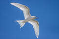 White Tern Gygis alba leucopes