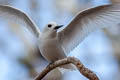 White Tern Gygis alba leucopes