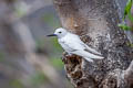 White Tern Gygis alba leucopes