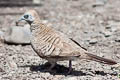 Zebra Dove Geopelia striata