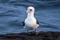 Abbott's Booby Papasula abbotti