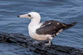 Abbott's Booby Papasula abbotti