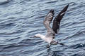 Abbott's Booby Papasula abbotti