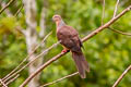 Amboyna Cuckoo-Dove Macropygia amboinensis maforensis