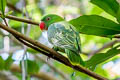 Azure-rumped Parrot Tanygnathus sumatranus sumatranus