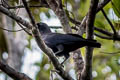 Banggai Crow Corvus unicolor