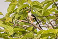 Bare-eyed Myna Streptocitta albertinae