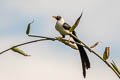 Bare-eyed Myna Streptocitta albertinae