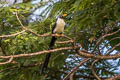 Bare-eyed Myna Streptocitta albertinae