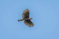 Barred Honey Buzzard Pernis celebensis