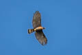 Barred Honey Buzzard Pernis celebensis