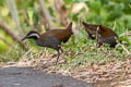 Barred Rail Hypotaenidia torquata celebensis