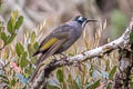 Belford's Melidectes Melidectes belfordi joiceyi