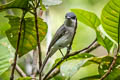 Biak Black Flycatcher Myiagra atra