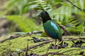 Biak Hooded Pitta Pitta rosenbergii