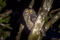 Biak Scops Owl Otus beccarii