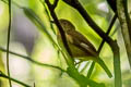 Biak Whistler Pachycephala melanorhyncha