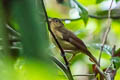 Biak Whistler Pachycephala melanorhyncha