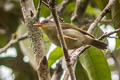 Biak Whistler Pachycephala melanorhyncha