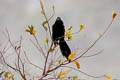 Black-billed Coucal Centropus bernsteini