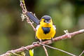 Black-breasted Boatbill Machaerirhynchus nigripectus saturatus