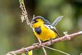 Black-breasted Boatbill Machaerirhynchus nigripectus saturatus