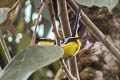 Black-breasted Boatbill Machaerirhynchus nigripectus saturatus