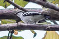 Black-browed Triller Lalage atrovirens