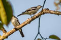 Black-browed Triller Lalage atrovirens
