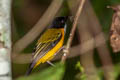 Black-chinned Whistler Pachycephala mentalis mentalis