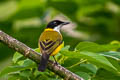 Black-chinned Whistler Pachycephala mentalis obiensis