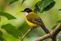 Black-chinned Whistler Pachycephala mentalis obiensis