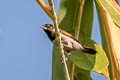 Black-faced Munia Lonchura molucca (Moluccan Munia)