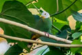 Black-naped Fruit Dove Ptilinopus melanospilus chrysorrhoa