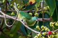 Black-naped Fruit Dove Ptilinopus melanospilus chrysorrhoa