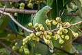 Black-naped Fruit Dove Ptilinopus melanospilus chrysorrhoa