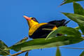 Black-naped Oriole Oriolus chinensis stresemanni 