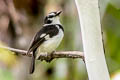 Black-sided Robin Poecilodryas hypoleuca hermani