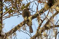 Black-throated Honeyeater Caligavis subfrenata