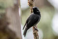 Black-throated Robin Plesiodryas albonotata griseiventris
