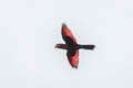 Black-winged Lory Eos cyanogenia