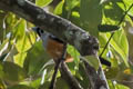 Black-winged Monarch Monarcha frater frater