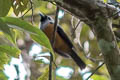 Black-winged Monarch Monarcha frater frater