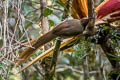 Black Sicklebill Epimachus fastosus