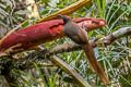 Black Sicklebill Epimachus fastosus