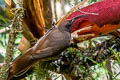 Black Sicklebill Epimachus fastosus