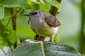 Black Sunbird Leptocoma aspasia auriceps