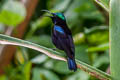 Black Sunbird Leptocoma aspasia auriceps