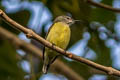 Black Sunbird Leptocoma aspasia auriceps