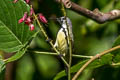 Black Sunbird Leptocoma aspasia auriceps